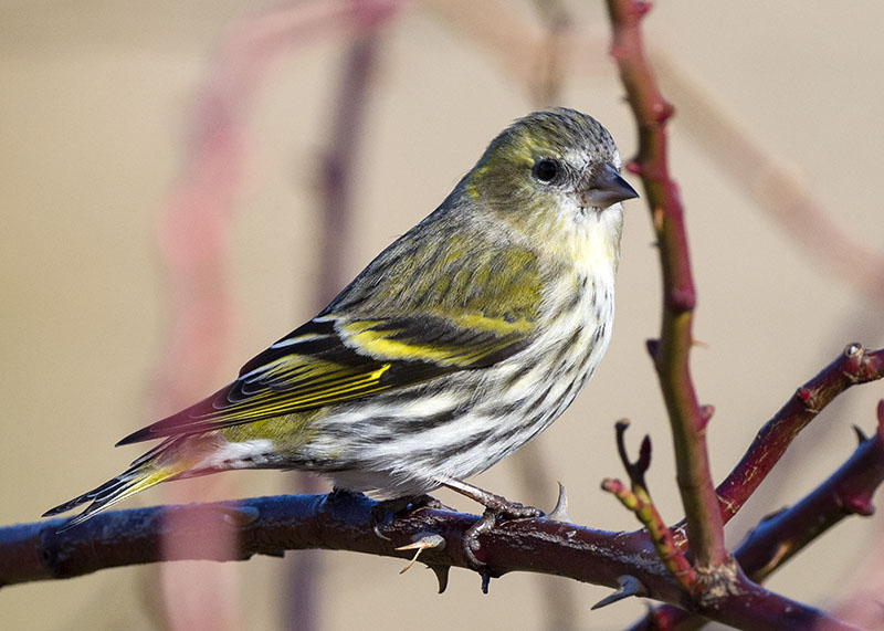 Lucherino - Spinus spinus ♂ e ♀